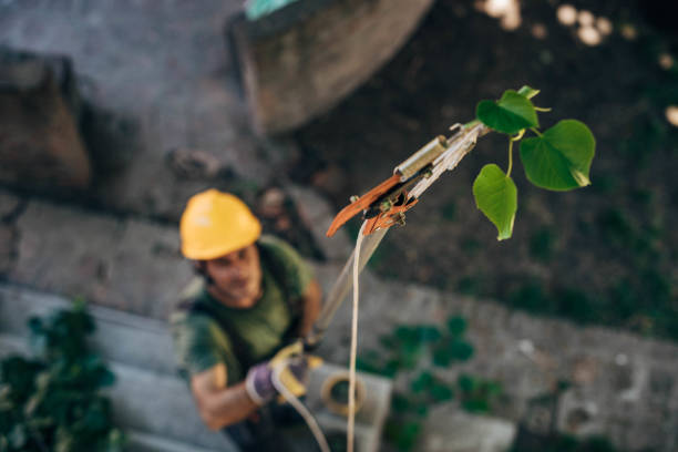 Best Commercial Tree Services  in Estero, FL